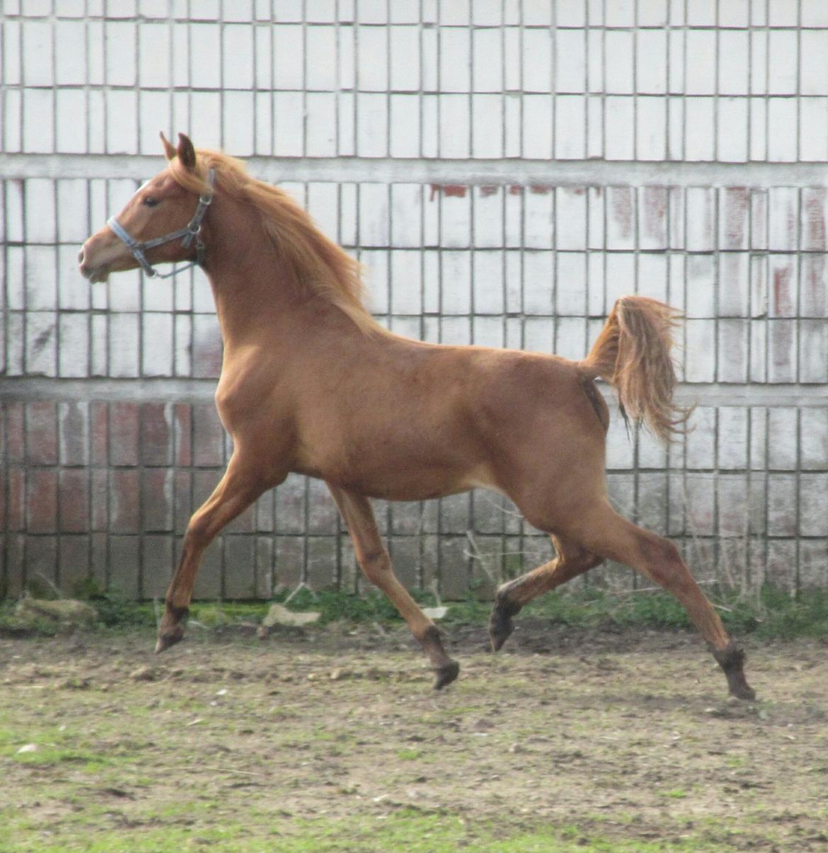 Arabisk fuldblod (OX) Emira bint Gharib ox *SOLGT* billede 30