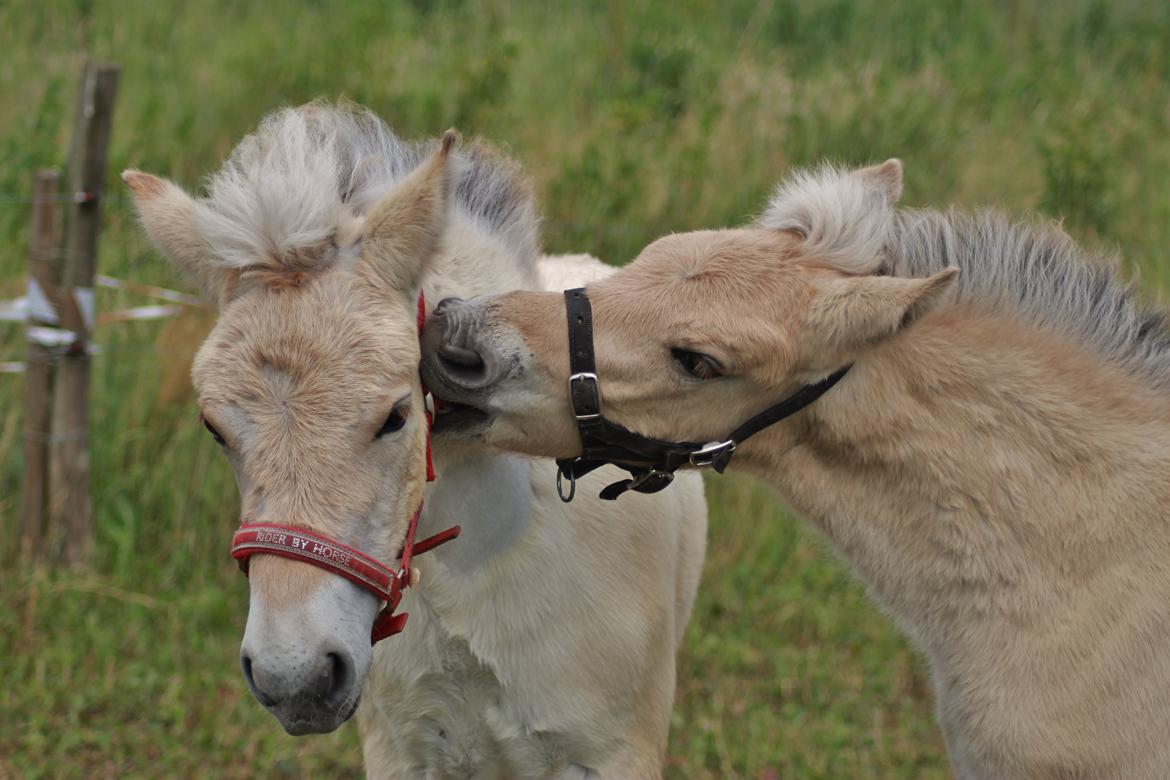 Fjordhest Novus Emil billede 2