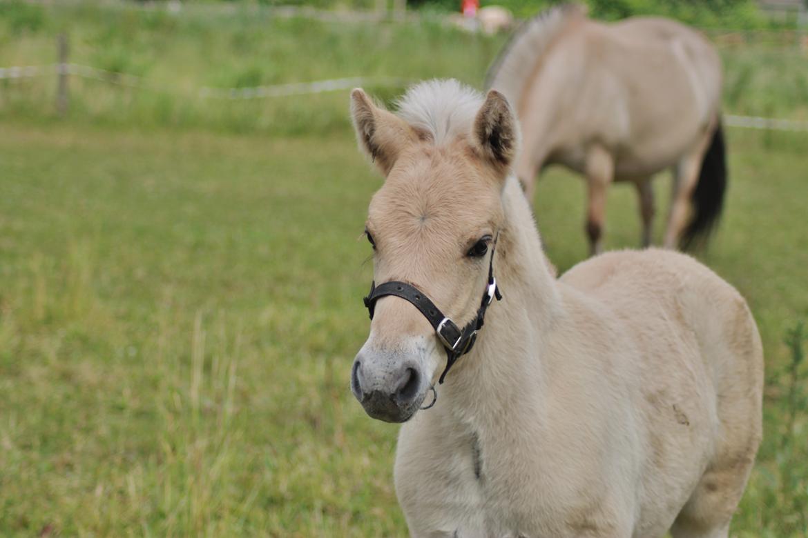 Fjordhest Novus Emil billede 3
