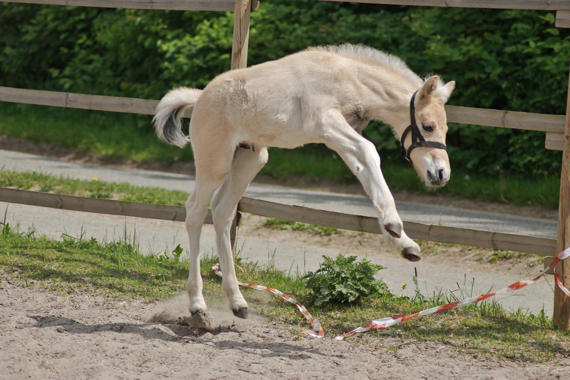 Fjordhest Novus Emil billede 4