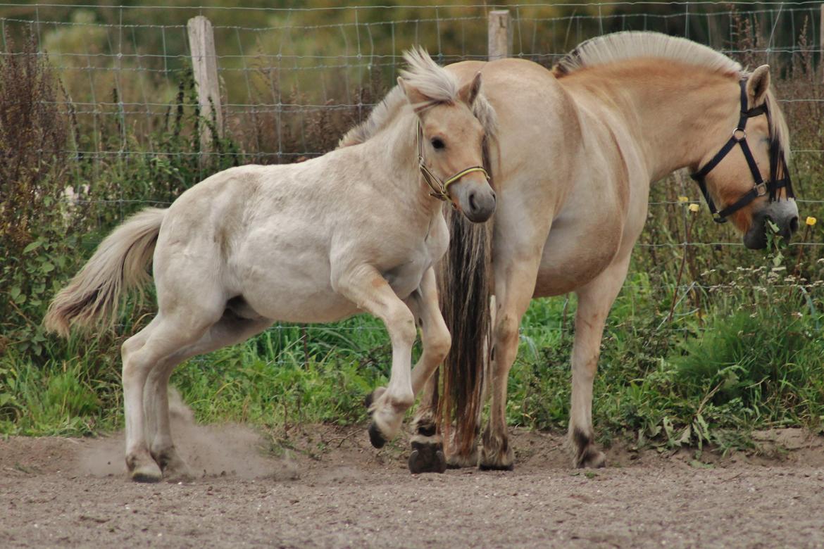 Fjordhest Novus Emil billede 5