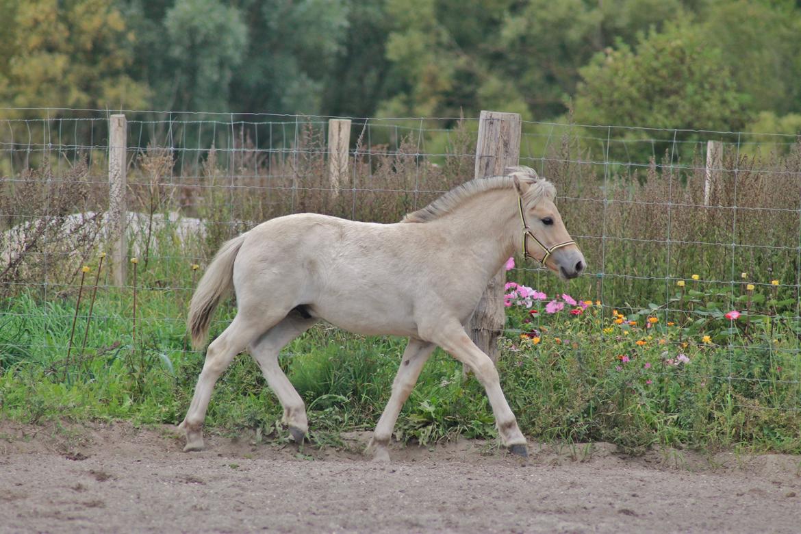 Fjordhest Novus Emil billede 6