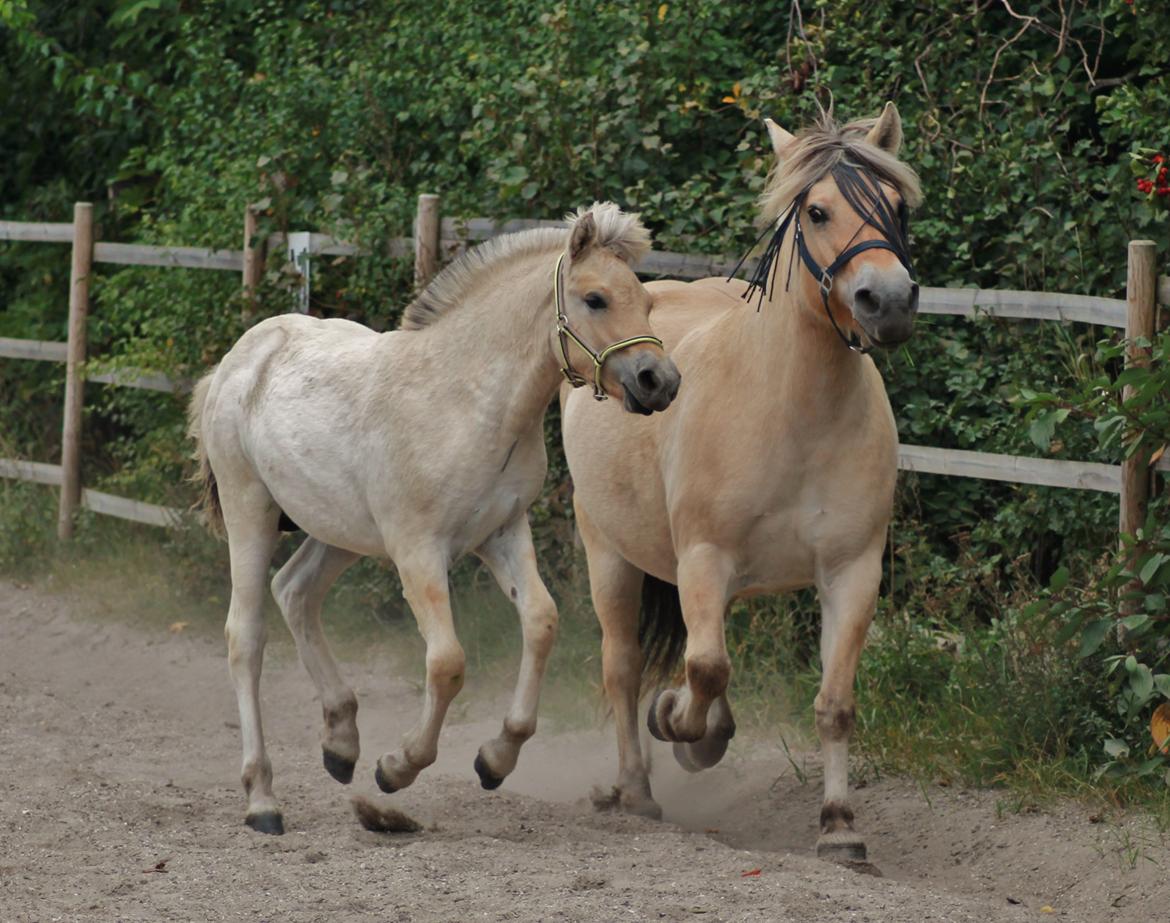 Fjordhest Novus Emil billede 7