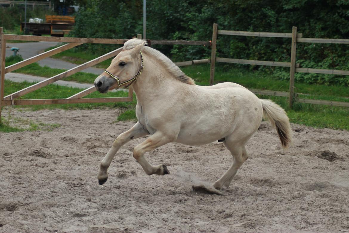 Fjordhest Novus Emil billede 8