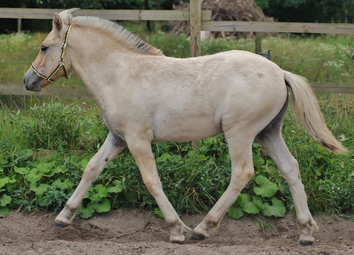 Fjordhest Novus Emil billede 9