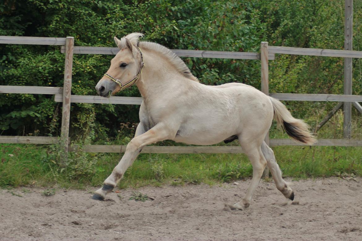 Fjordhest Novus Emil billede 10