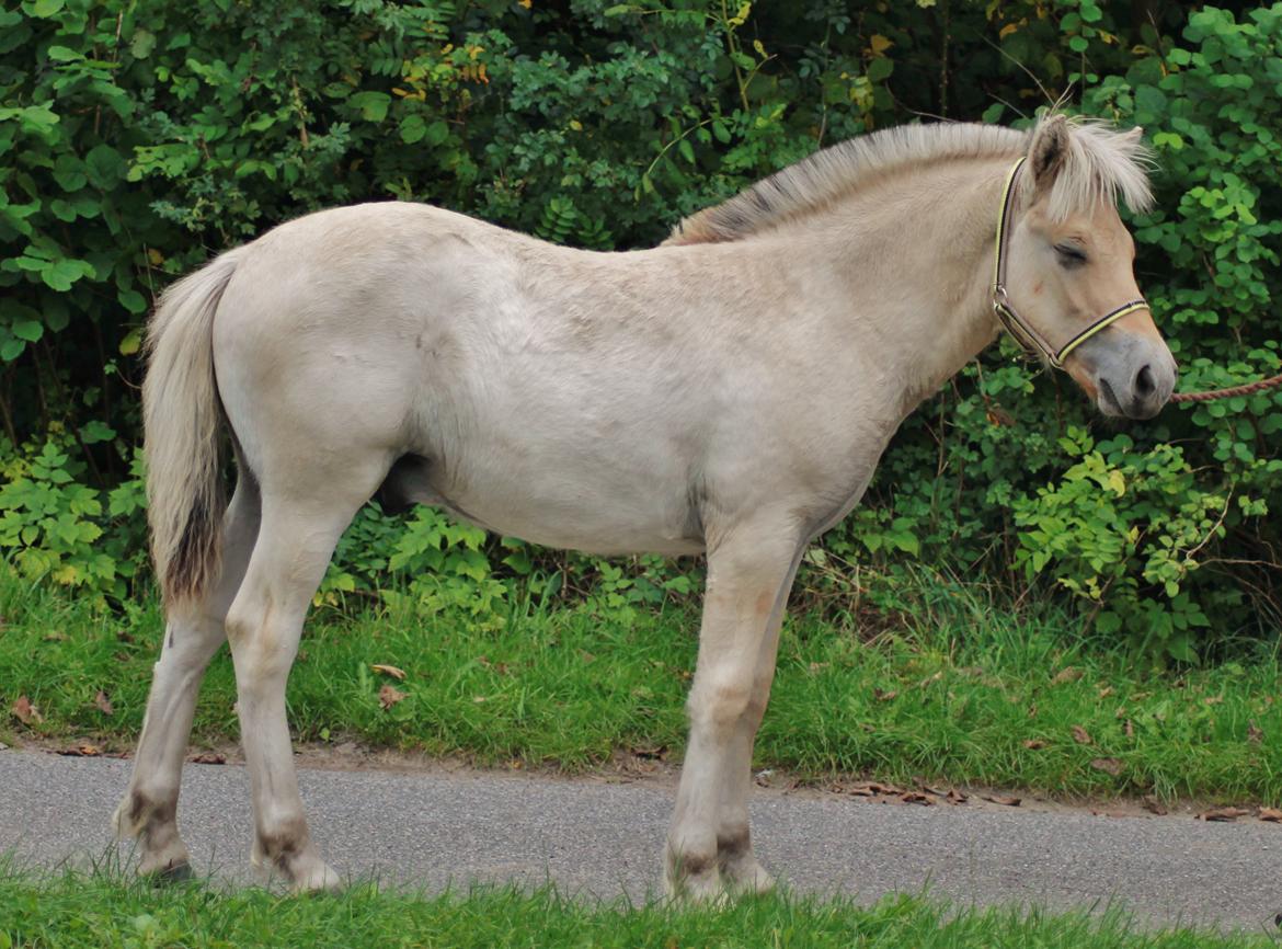 Fjordhest Novus Emil billede 11