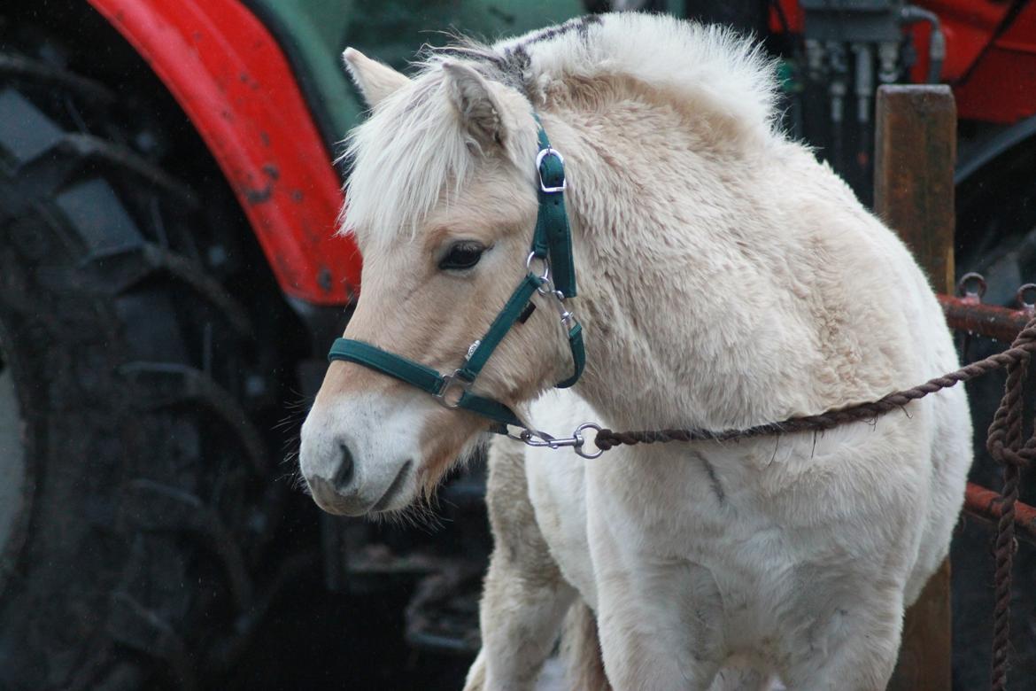 Fjordhest Novus Emil - 6/11-16 billede 13