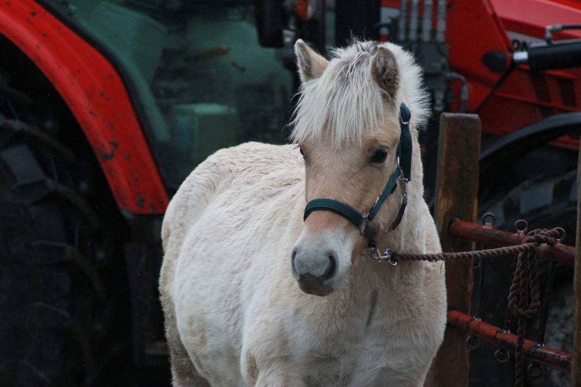 Fjordhest Novus Emil - 6/11-16 billede 14