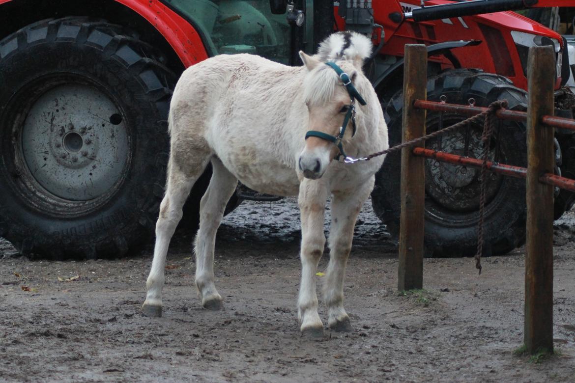 Fjordhest Novus Emil - følle d. 6/11-16 billede 12