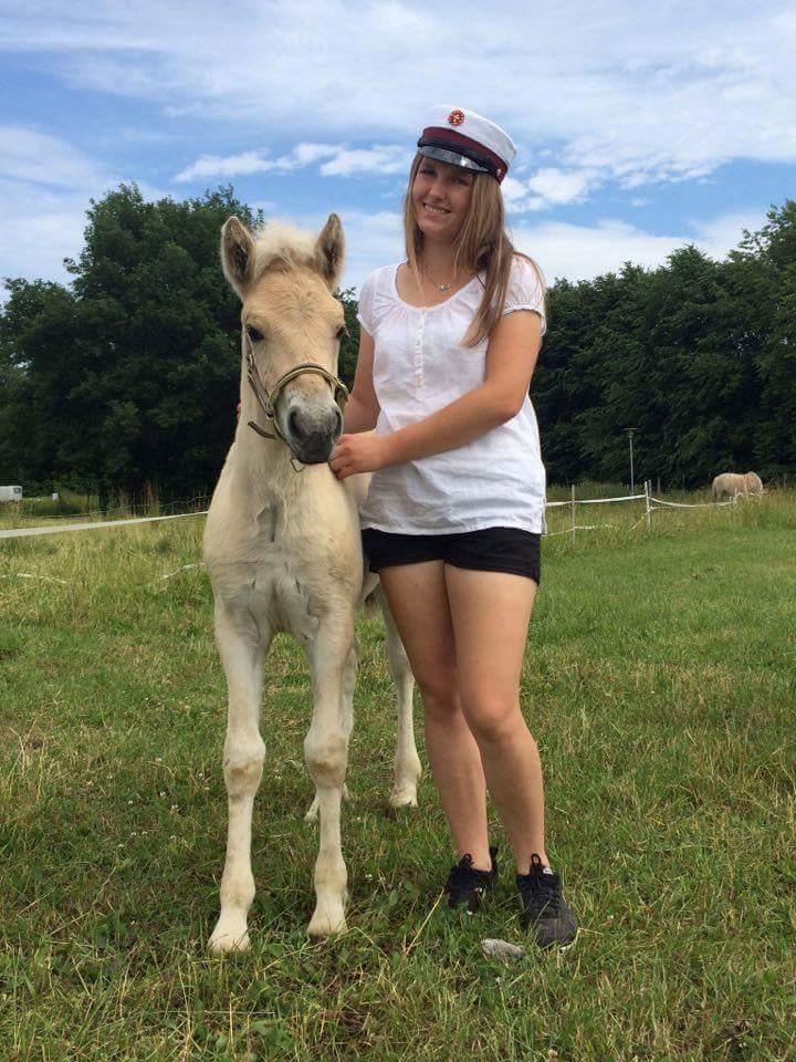 Fjordhest Novus Emil billede 15