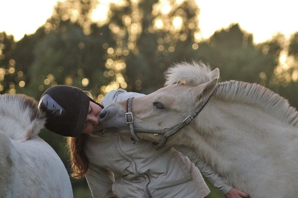 Fjordhest Novus Emil billede 17