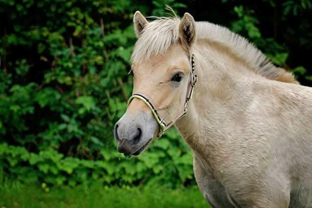 Fjordhest Novus Emil billede 1