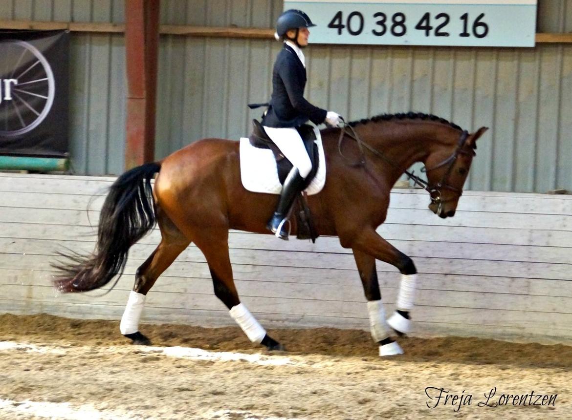Dansk Varmblod Holtegårdens please me - stævne vininge LC2 5. plads ud af 25 vores andet stævne 28/10-2016 billede 11