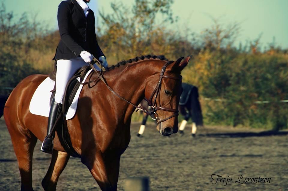 Dansk Varmblod Holtegårdens please me - stævne vininge LC2 5. plads ud af 25 vores andet stævne 28/10-2016 - opvamning billede 8