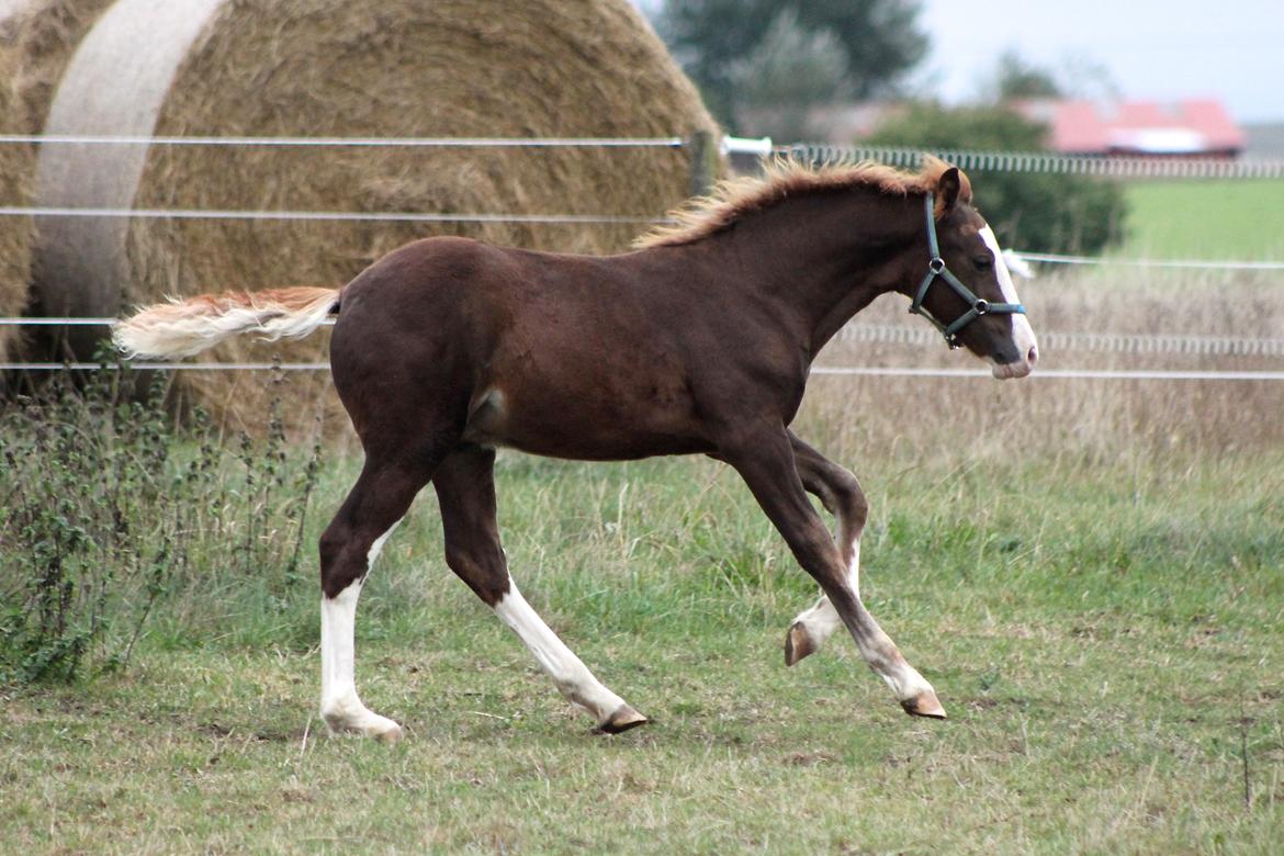 Welsh Cob (sec D) Filoe Da Vinci - 11 Oktober 2016 billede 38