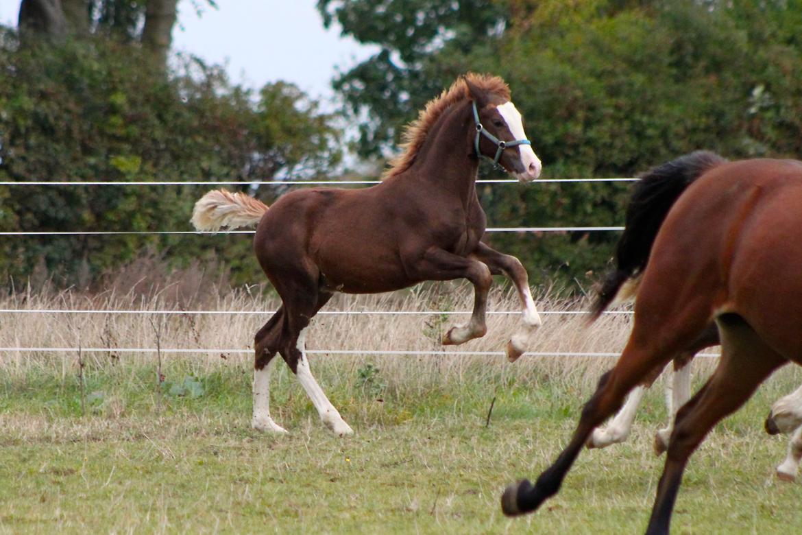 Welsh Cob (sec D) Filoe Da Vinci - 11 Oktober 2016 billede 40