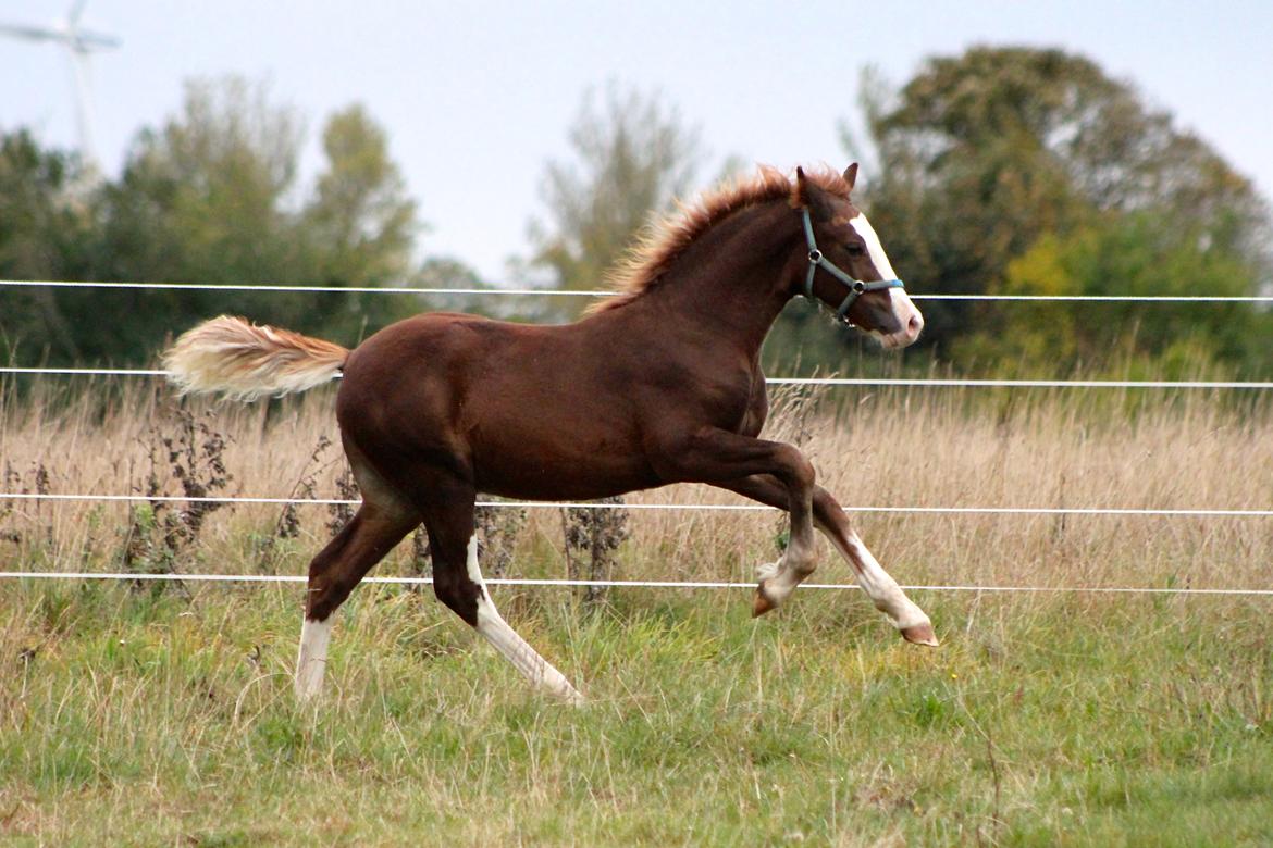 Welsh Cob (sec D) Filoe Da Vinci - 11 Oktober 2016 billede 15