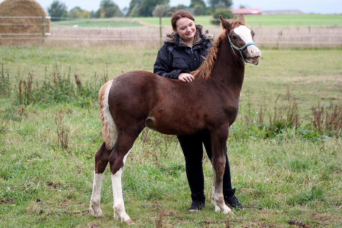 Welsh Cob (sec D) Filoe Da Vinci - 11 Oktober 2016 billede 21