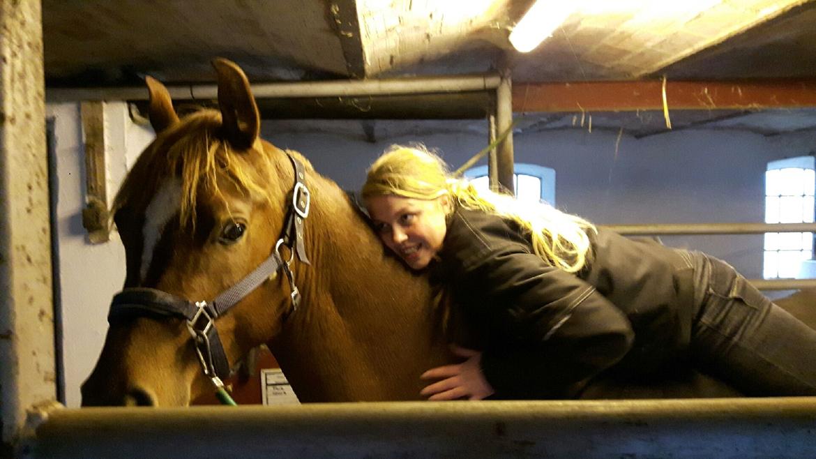 Arabisk fuldblod (OX) AWA Waseem billede 21