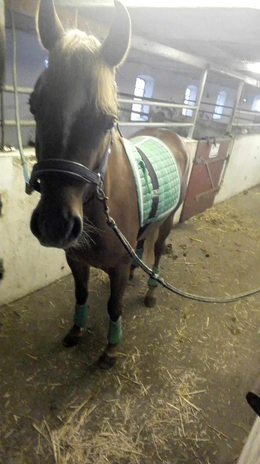 Arabisk fuldblod (OX) AWA Waseem billede 22