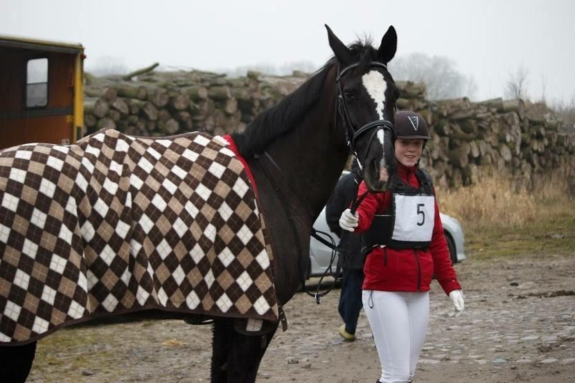 Anden særlig race Cheval first chance  billede 8