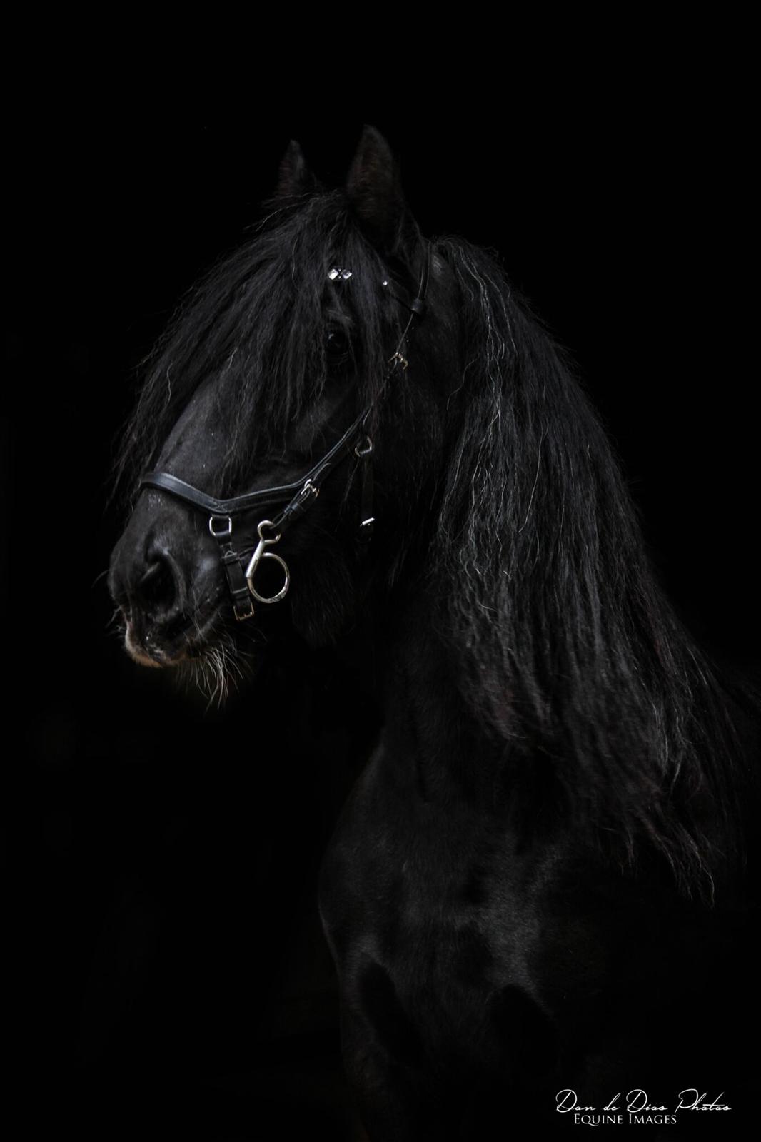 Irish Cob Black Magic billede 1