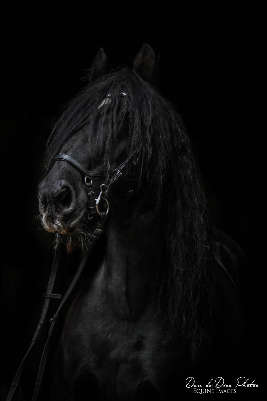 Irish Cob Black Magic billede 2
