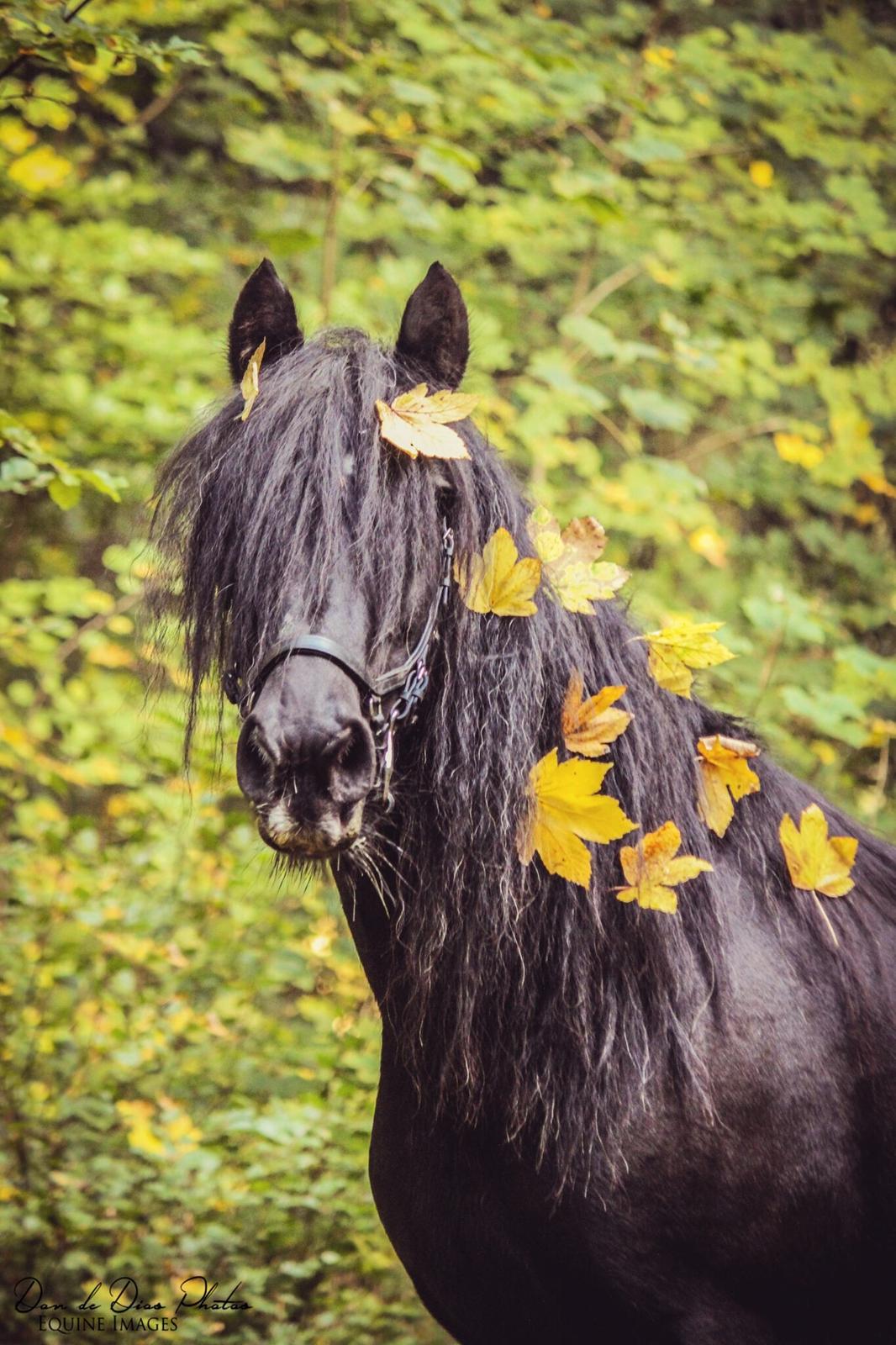 Irish Cob Black Magic billede 3