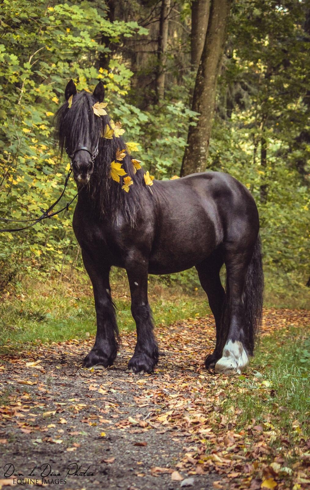Irish Cob Black Magic billede 4
