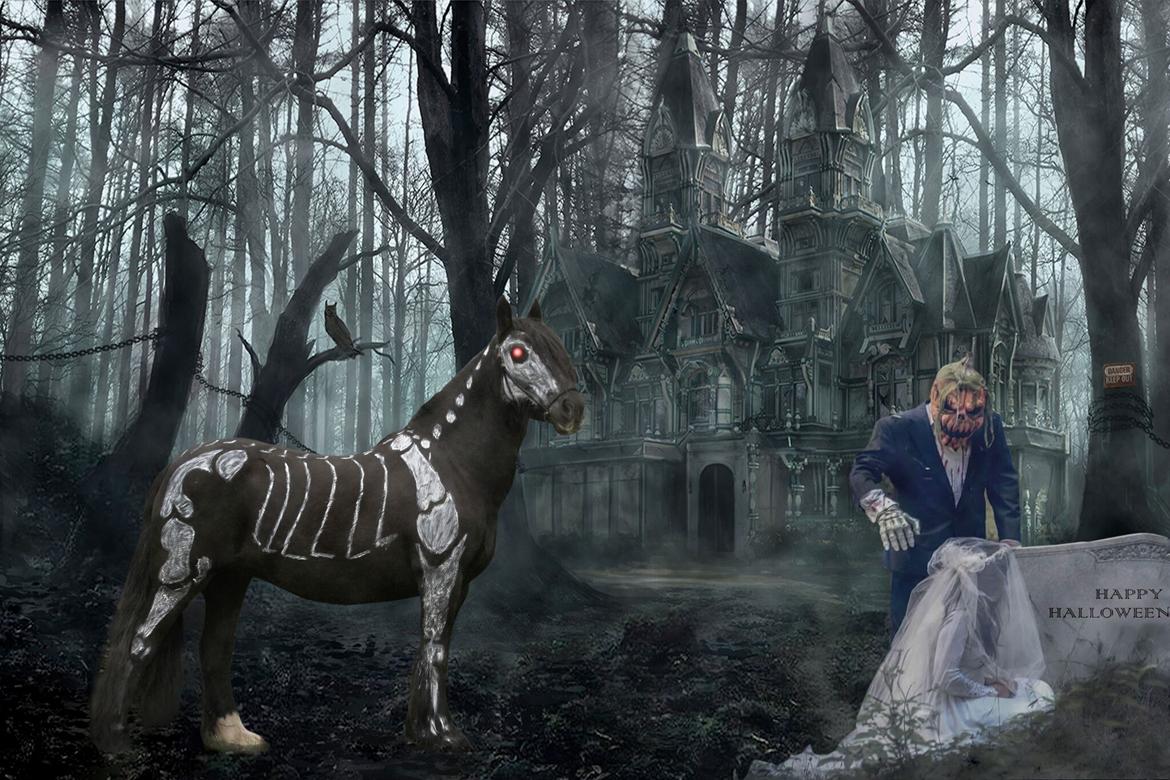 Irish Cob Black Magic billede 5