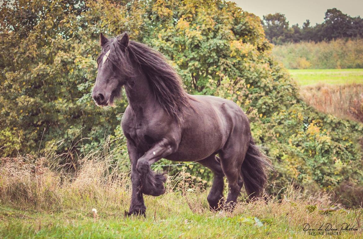 Irish Cob Black Magic billede 6