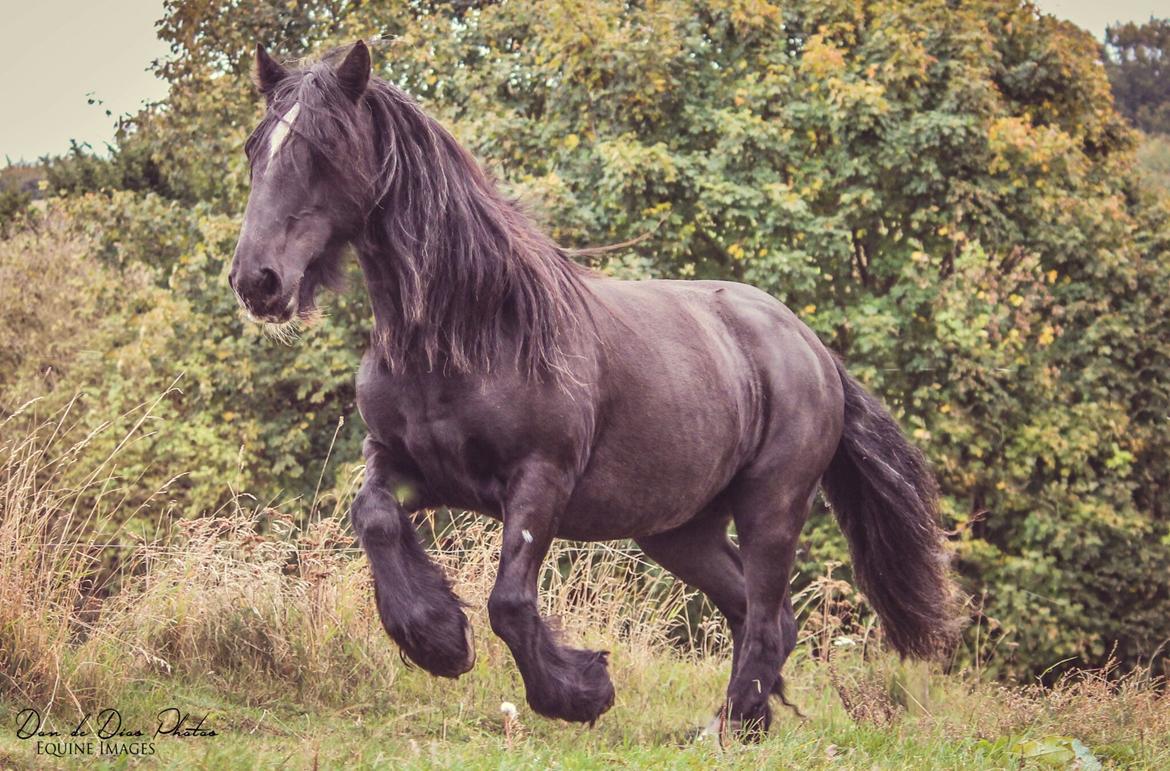 Irish Cob Black Magic billede 7