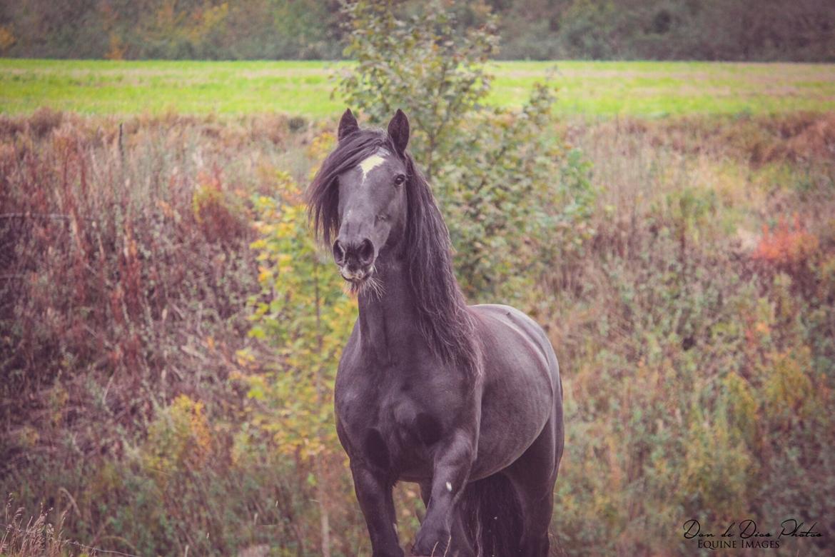 Irish Cob Black Magic billede 8
