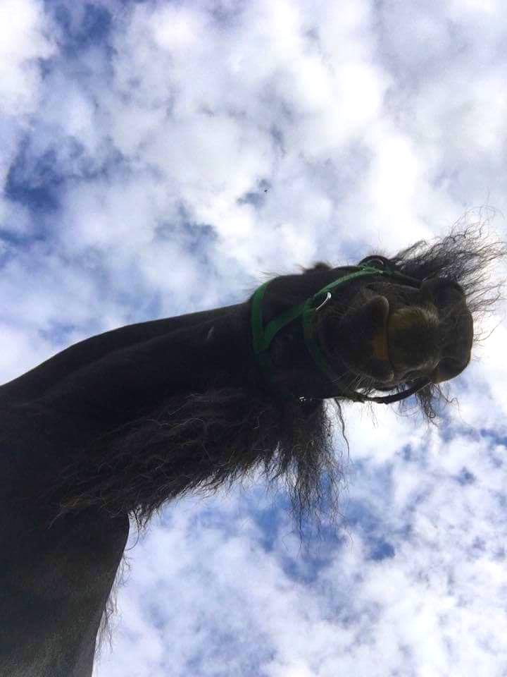 Irish Cob Black Magic billede 9