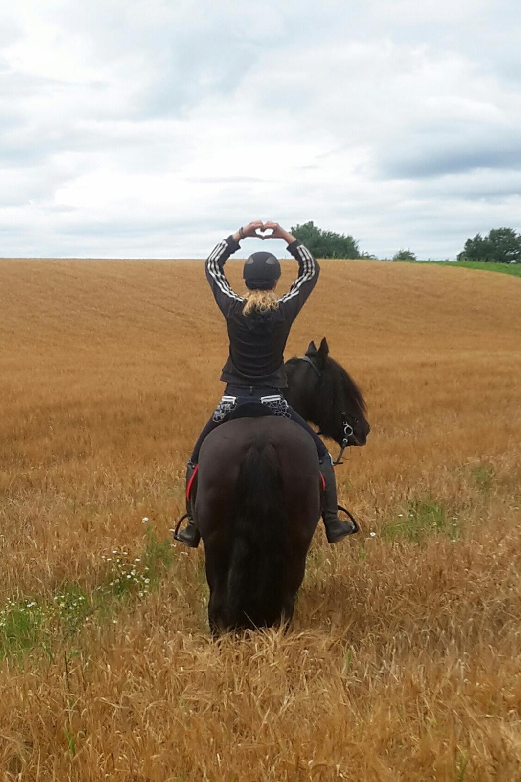 Irish Cob Black Magic billede 10