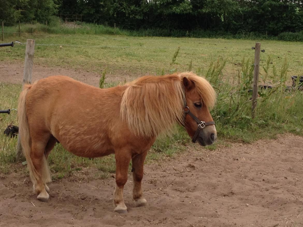 Shetlænder Rafael billede 6