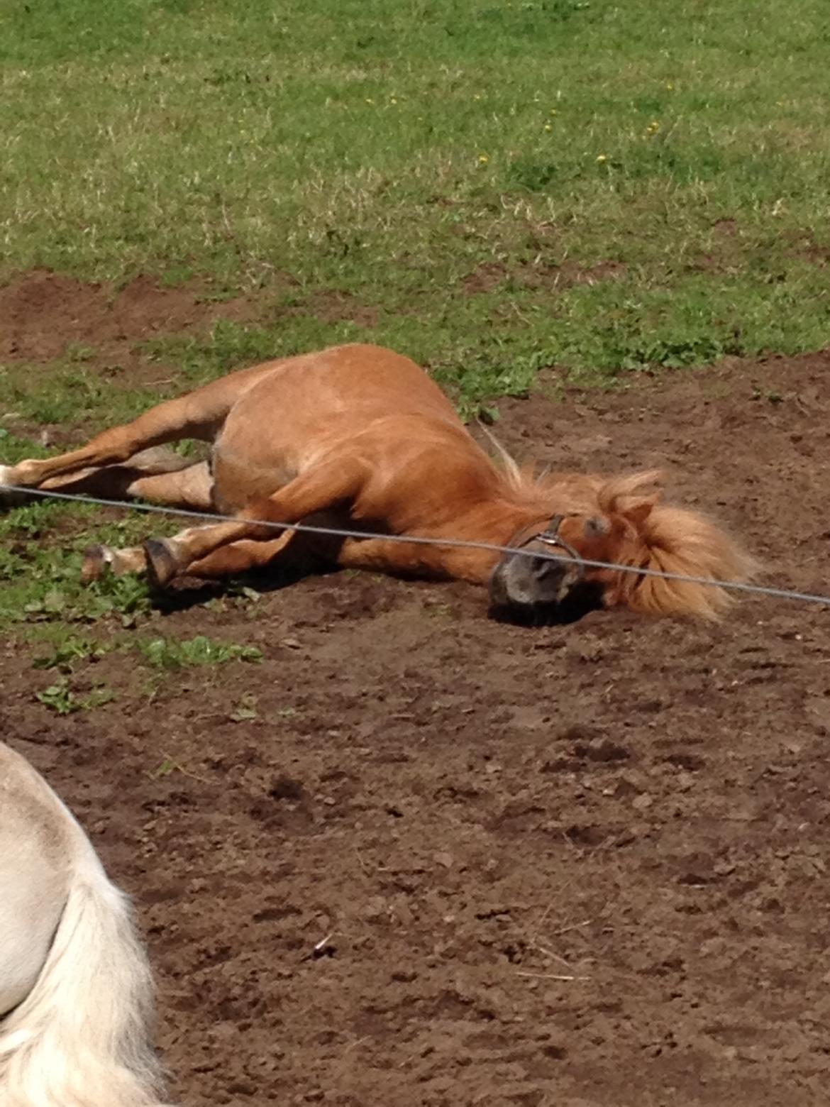 Shetlænder Rafael - Sover.....:-) billede 12