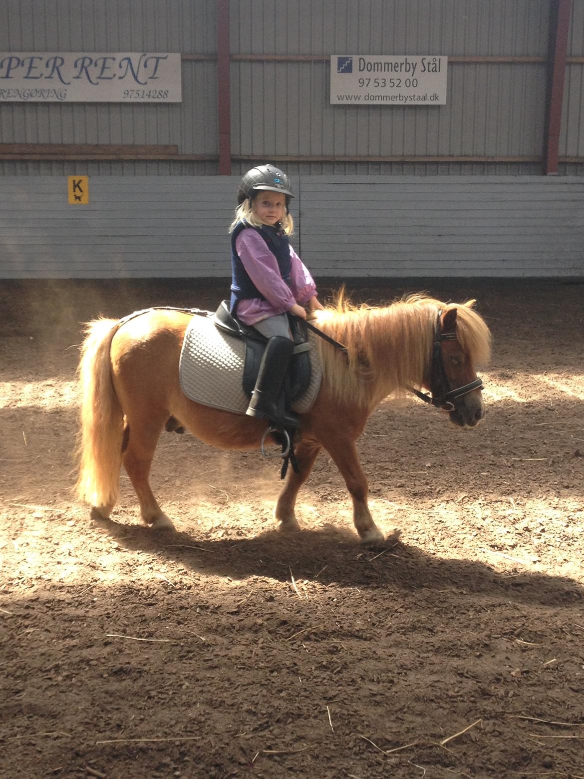 Shetlænder Rafael billede 13