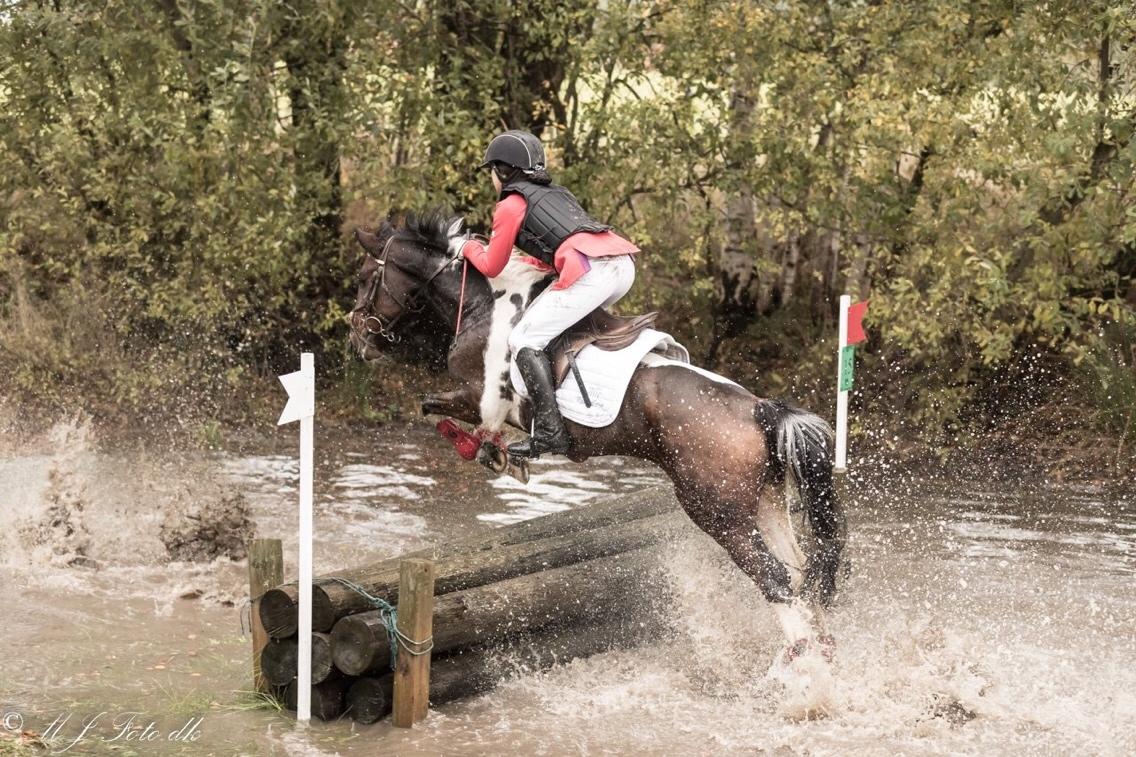 Pinto Apache - fra Steeplechase på Enghavegaard 16" ( Mj-foto.dk) billede 5