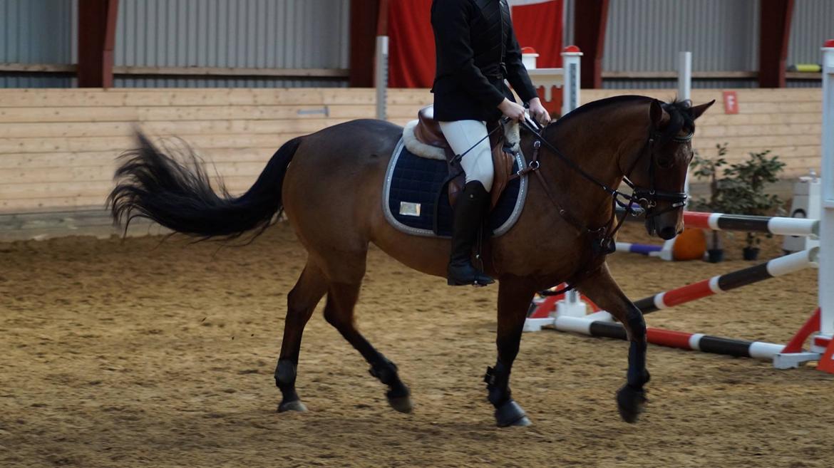 New Forest Marrondales Lovejoy billede 8