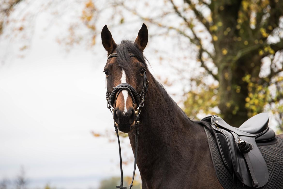 Dansk Varmblod Manja billede 2