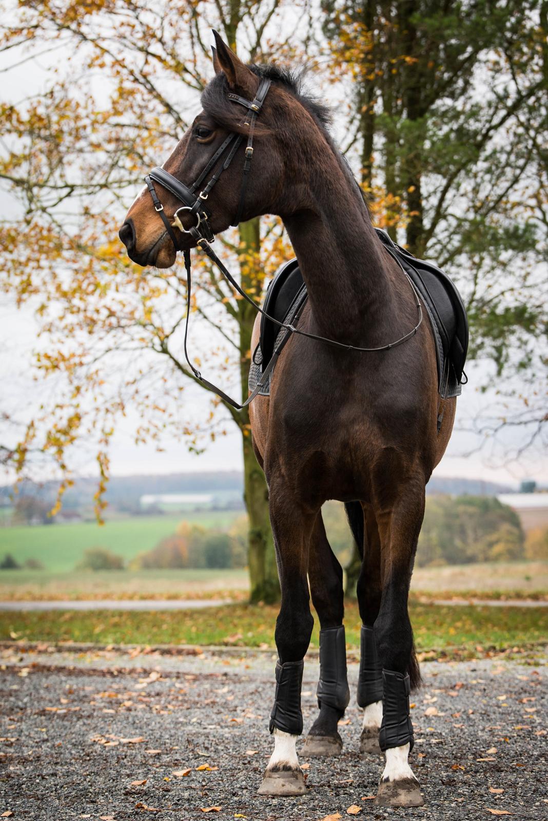 Dansk Varmblod Manja billede 5