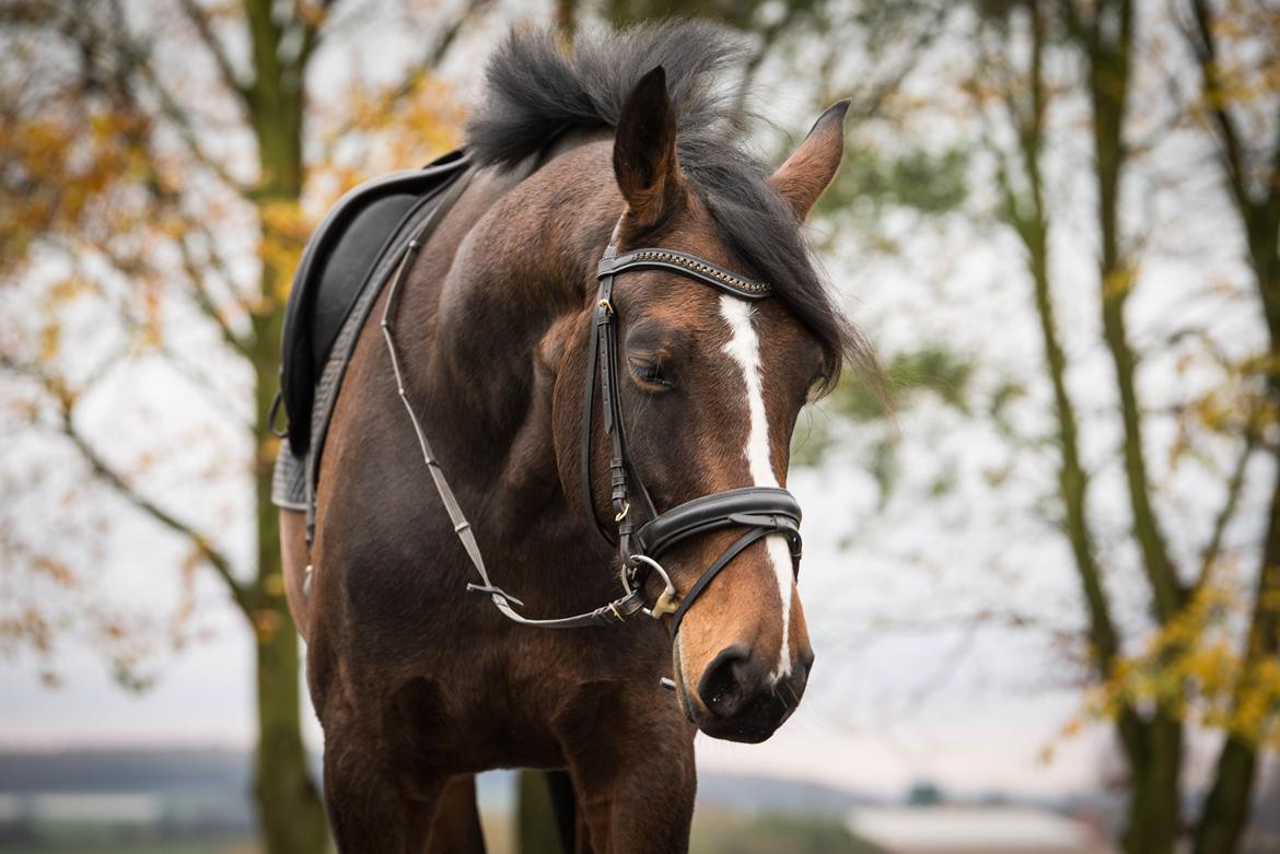 Dansk Varmblod Manja billede 6