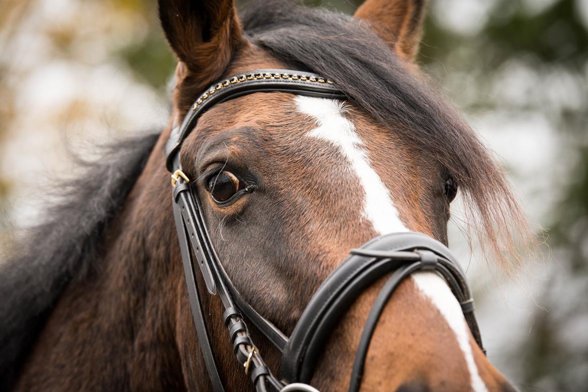Dansk Varmblod Manja billede 1
