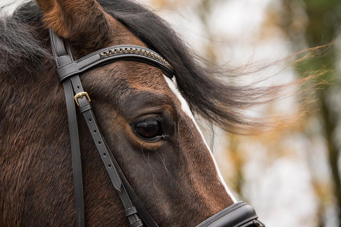Dansk Varmblod Manja billede 7