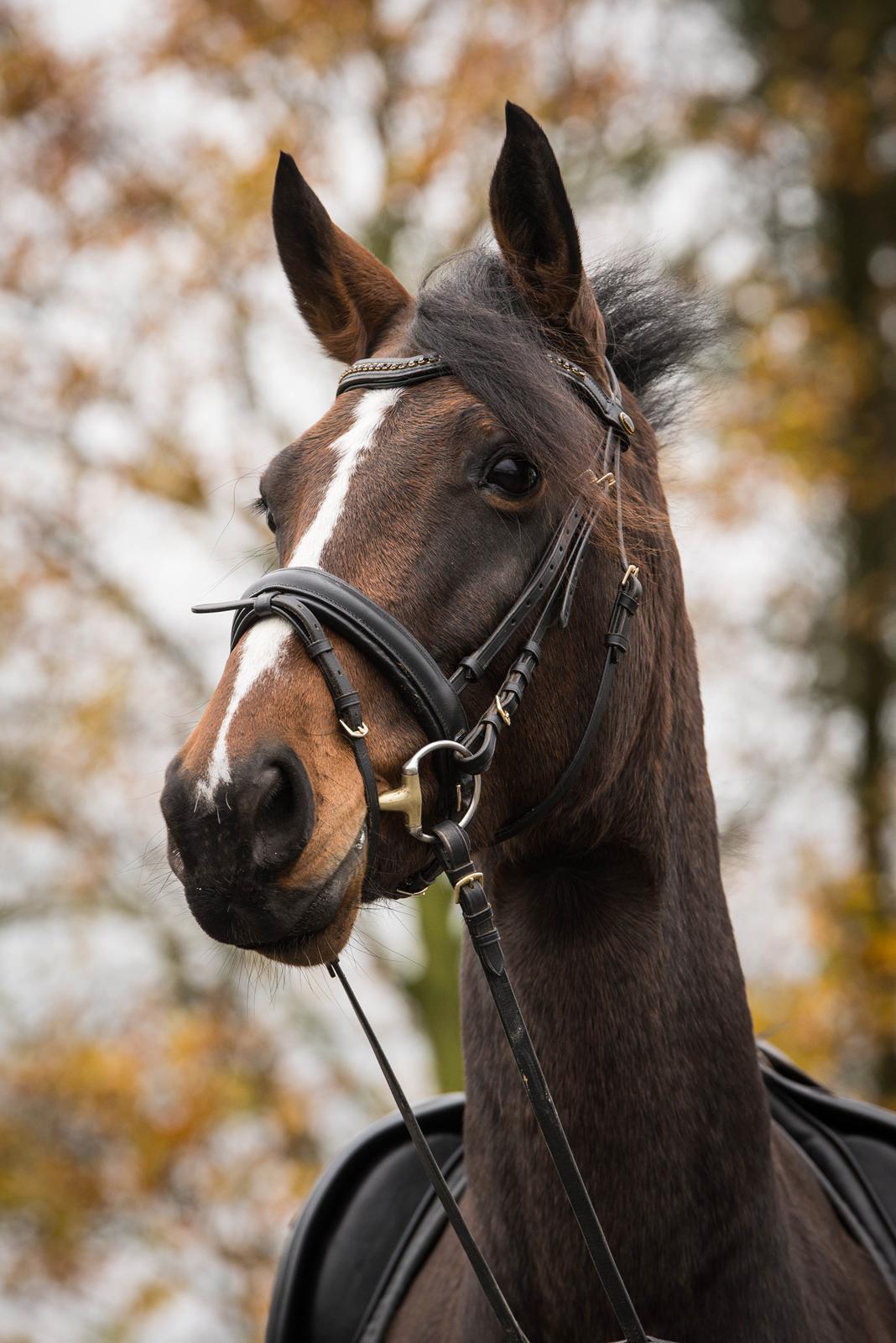 Dansk Varmblod Manja billede 4