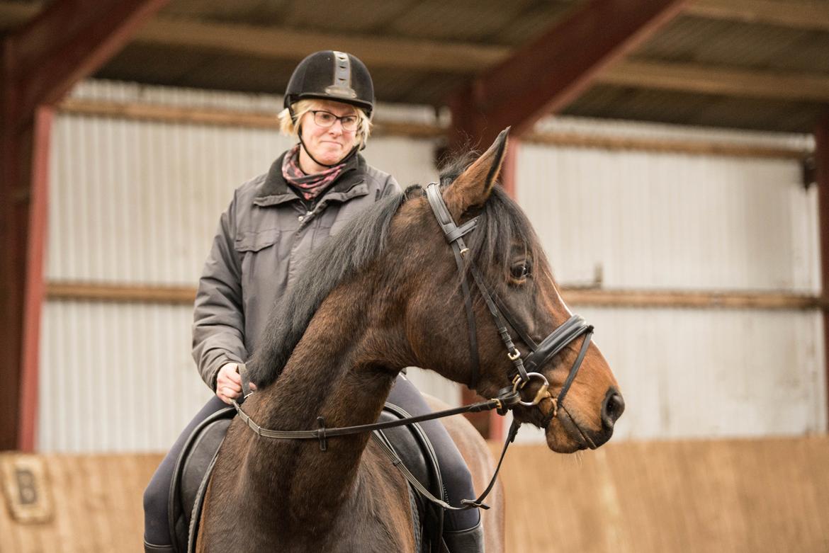 Dansk Varmblod Manja billede 9