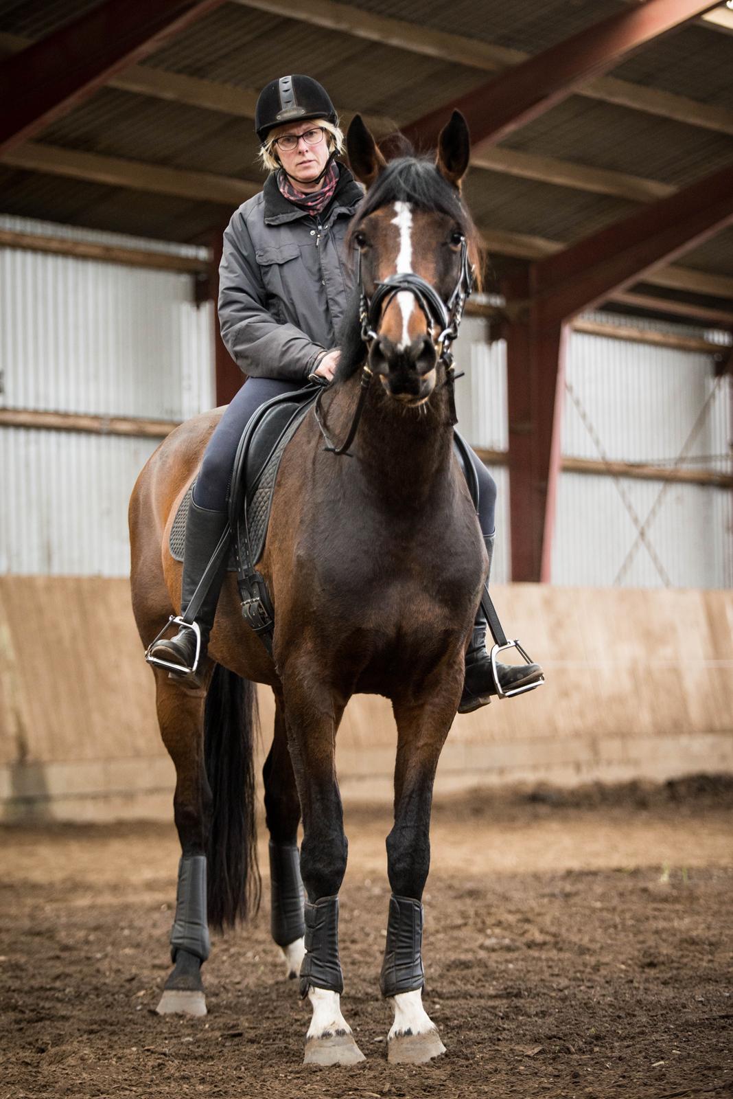 Dansk Varmblod Manja billede 8