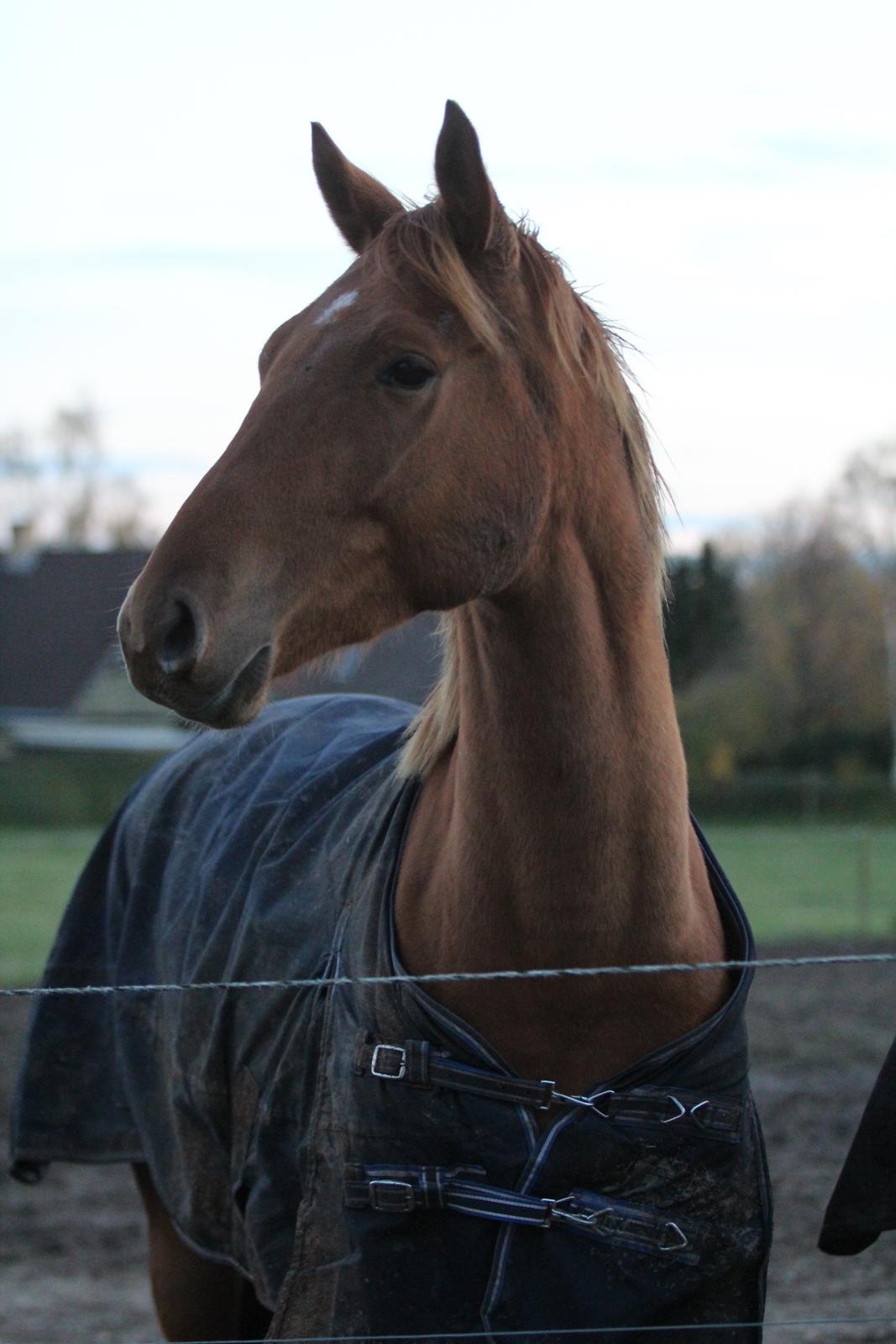 Dansk Varmblod Coco Pops - D. 07/11-16, Coco Pops første dag hos mig. Foto: Catarina Hall  billede 2